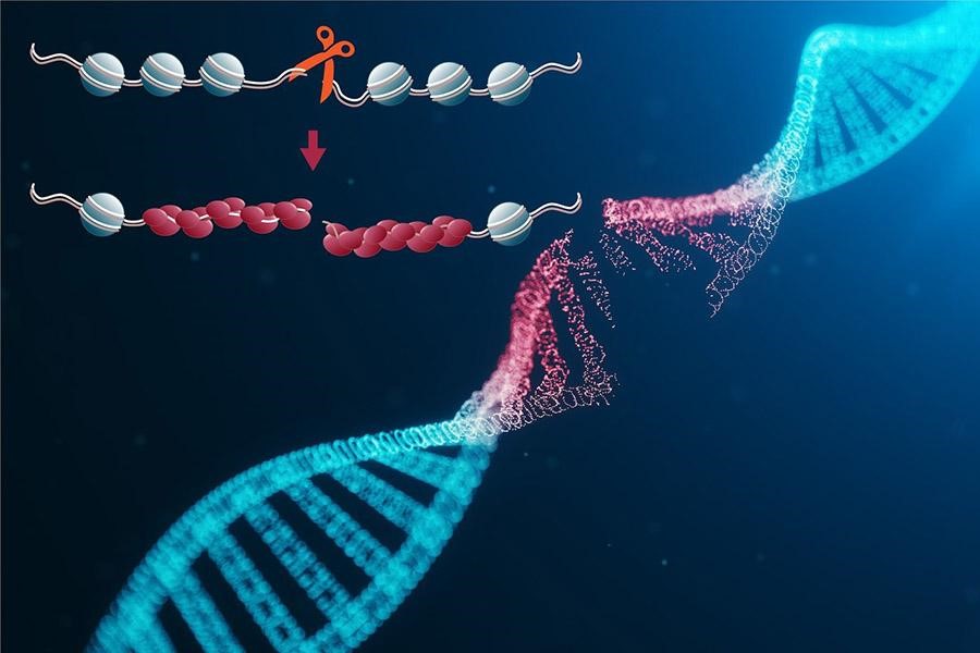 Mối tương quan giữa những bất thường về hình dạng và sự phân mảnh DNA tinh trùng người