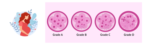 Chất lượng hình thái phôi ngày 3 ảnh hưởng đến kết cục thai của phôi nang nguyên bội chất lượng thấp: một nghiên cứu đoàn hệ hồi cứu