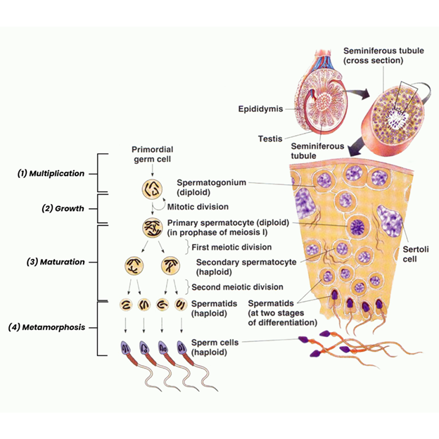 Đột biến cặp alen trong protein liên kết RNA ADAD2 gây ra tình trạng suy giảm khả năng sinh tinh và vô tinh không do tắc nghẽn ở người
