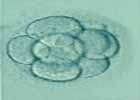 Embryo-Adoption