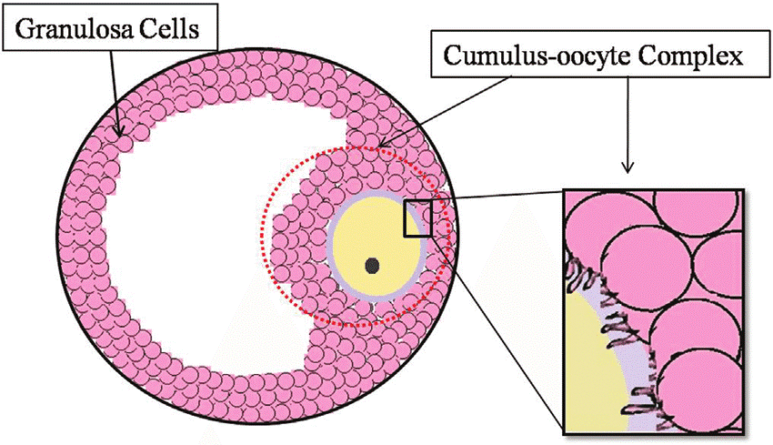 Mối tương quan giữa DNA ti thể trong cumulus và khả năng làm tổ của phôi
