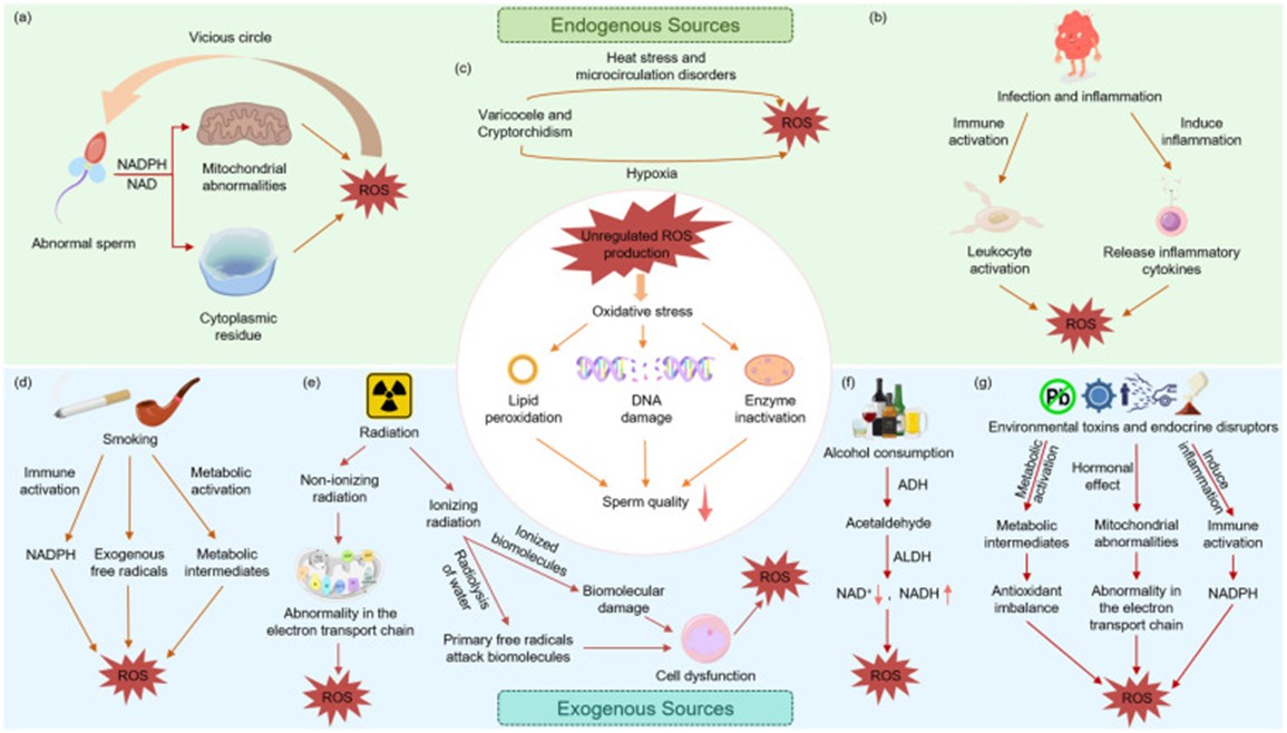 Cơ chế của stress oxy hóa ở bệnh nhân tinh trùng yếu và các chiến lược chống oxy hóa