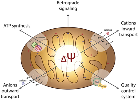 Tổng quan điện thế màng ty thể tinh trùng:  Ý nghĩa sinh học và tình hình - Nghiên cứu hiện tại