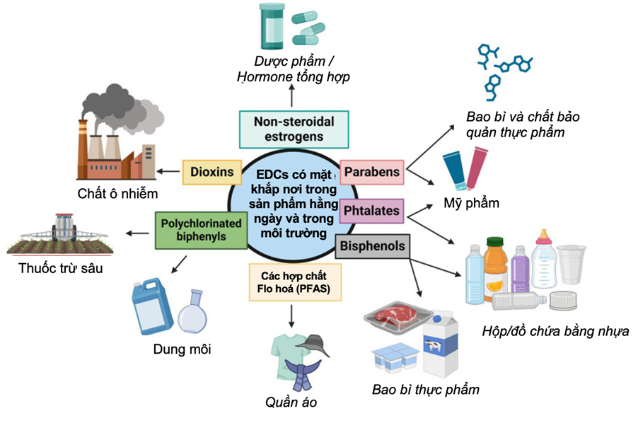 Ảnh hưởng của các hợp chất gây rối loạn nội tiết lên khả năng sinh sản ở nữ giới
