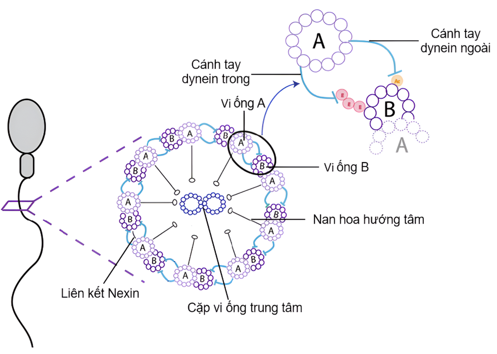 Các đột biến gen gây đa bất thường hình thái đuôi tinh trùng