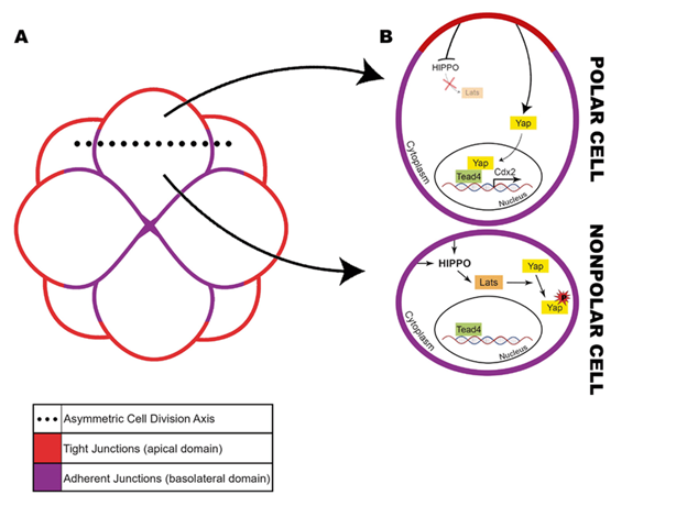 Vai trò quyết định của con đường tín hiệu Hippo trong quá trình biệt hoá tế bào ở phôi nang