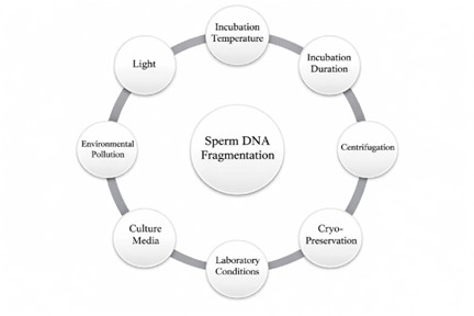 Các yếu tố trong phòng Lab IVF ảnh hưởng đến tính toàn vẹn DNA của tinh trùng