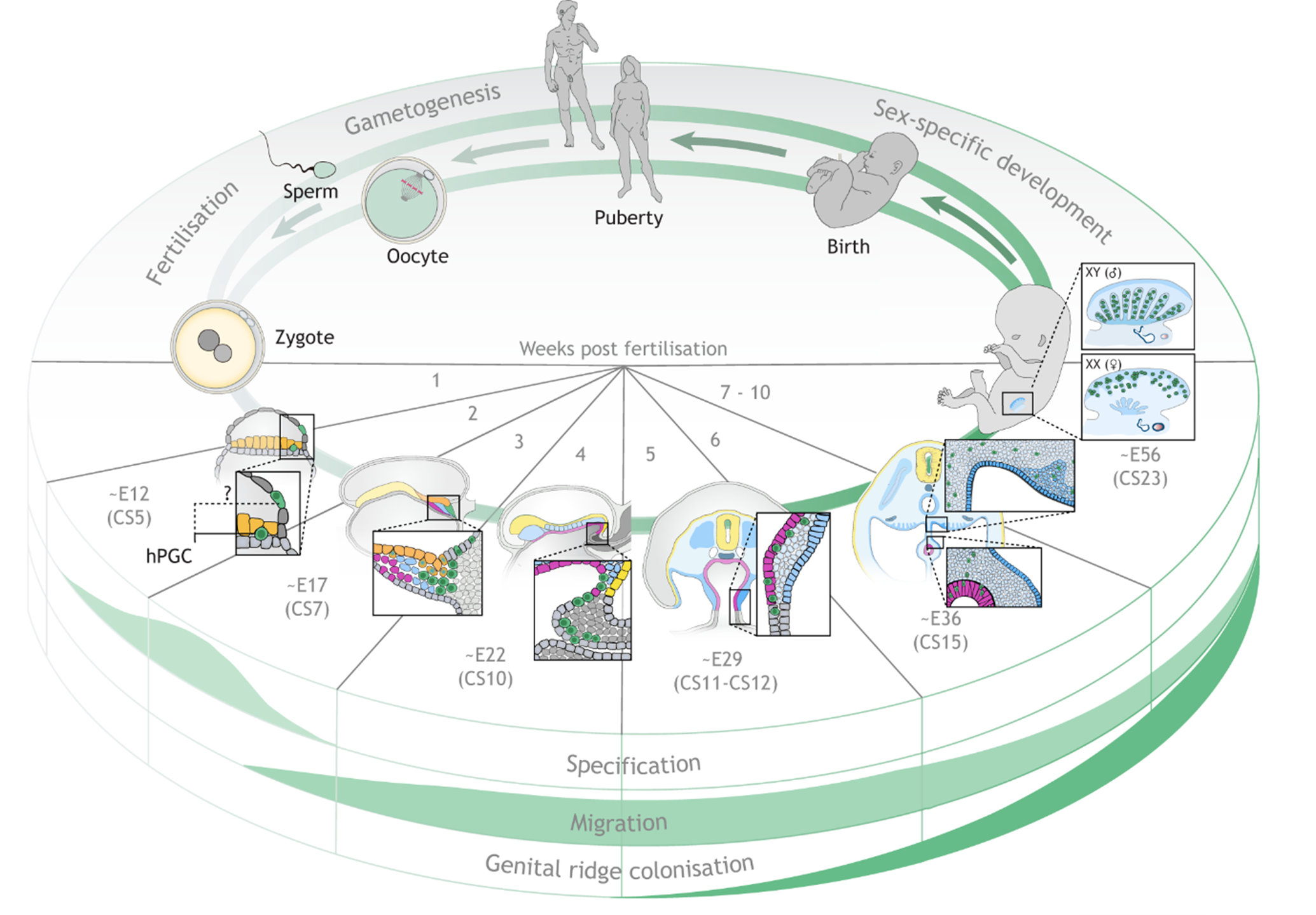 Nguồn gốc và cơ chế di chuyển của tế bào mầm nguyên thủy trong quá trình sinh noãn