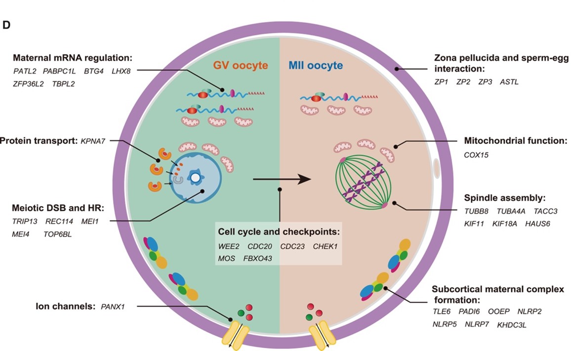 Noãn ngừng trưởng thành: Nguyên nhân và hướng điều trị