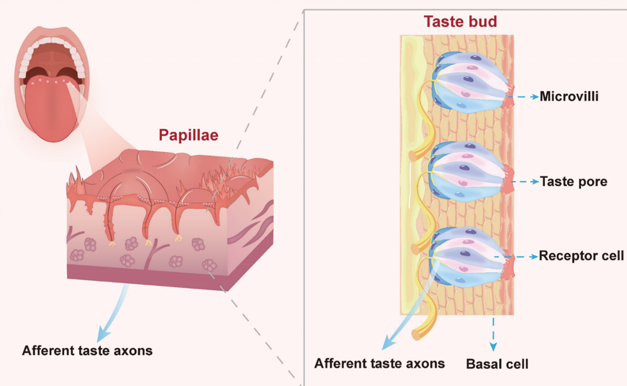 Vai trò của thụ thể vị giác đắng trong nhiễm trùng và sức khoẻ sinh sản