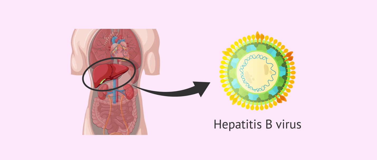 Ảnh hưởng của nhiễm HBV lên kết quả tạo phôi và chiến lược quản lý an toàn sinh học trong phòng lab ivf
