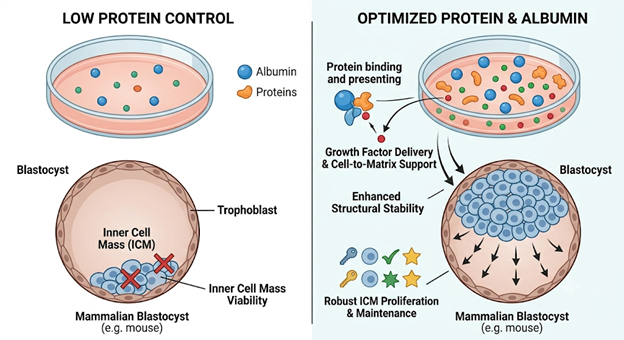 Tác động của nồng độ albumin và protein trong môi trường nuôi cấy đến sự hình thành khối tế bào nội mô