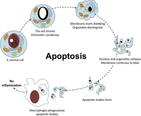 Cơ chế abortive apoptosis: nguồn gốc phân tử của tinh trùng dị dạng và tổn thương dna trong vô sinh nam