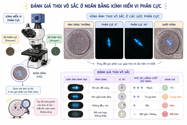 Thoi vô sắc ở noãn người: đánh giá bằng kính hiển vi phân cực và mối liên hệ với sự phát triển, tình trạng nguyên bội của phôi